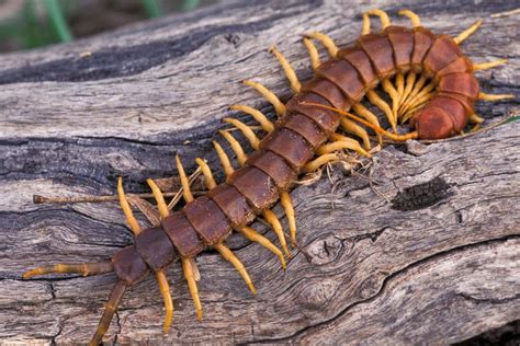 Kontingia! Uma Aranha-Centopéia com Mais de 100 Pernas que Te Faz Questionar a Natureza da Realidade